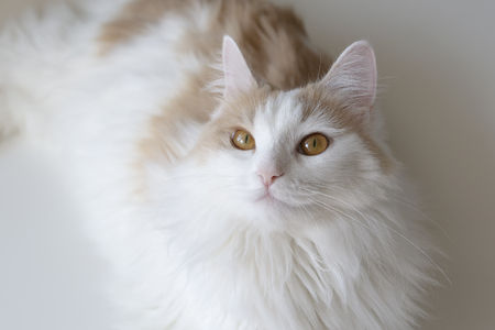 white beige furry cat close-up with golden eyes.の写真素材