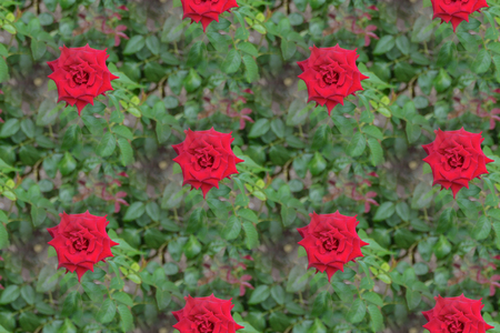 Beautiful red roses seamless texture background.の写真素材
