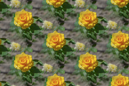 Beautiful yellow roses seamless texture background.の写真素材