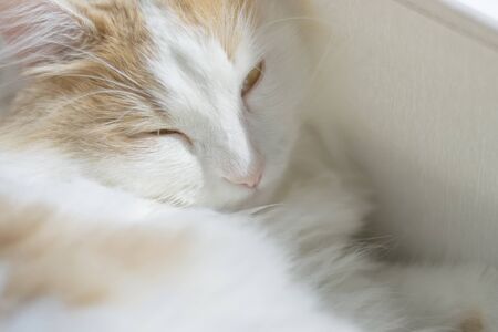 Closeup portrait of a beautiful white beige cat with golden eyes. Stares into the eyes.の写真素材