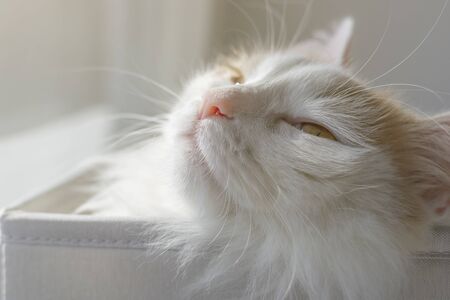 Closeup portrait of a beautiful white beige cat. Squinting in the sun with pleasure.の写真素材
