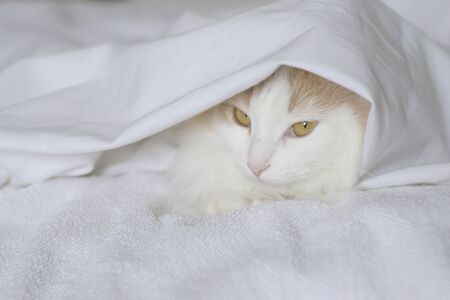 A white beige cat peeks out from under the covers. Close-up on a white background.の写真素材