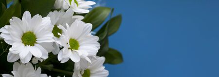 Bouquet of daisies close-up on a blue background. Flat lay bannerの写真素材