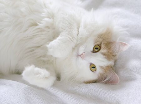 Cute domestic cat with golden eyes lies on its back. Close-up on a white bedspreadの写真素材