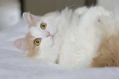 Cute domestic cat with golden eyes lies on its back. Close-up on a white bedspreadの写真素材