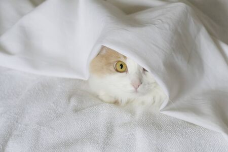 A white beige cat peeks out from under the covers. Close-up on a white backgroundの写真素材