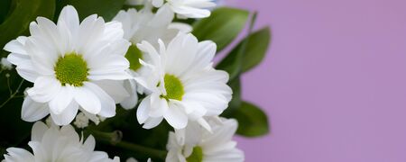 Bouquet of daisies close-up on a pink background. Flat lay banner.の写真素材