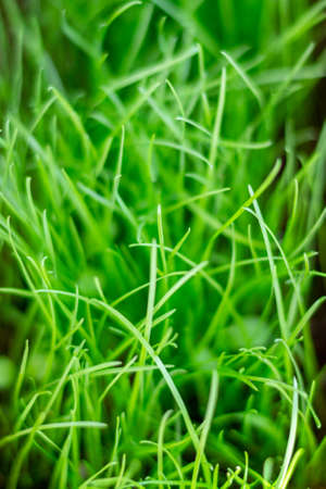 Vertical view natural green grass. Close-up, softly blurred backgroundの写真素材