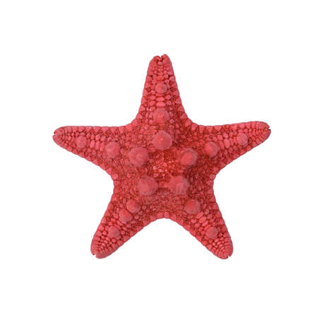 Red starfish isolate on a white background. Top view.の写真素材