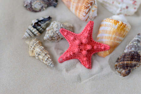 Red starfish and different seashells on the sand close-up. Summer backgroundの写真素材