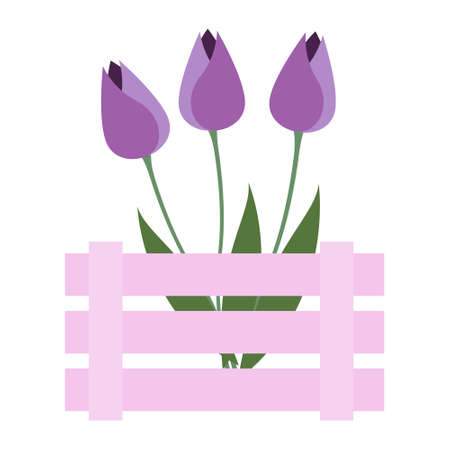 Purple tulips in a pink box. Vector isolate illustration on white backgroundのイラスト素材