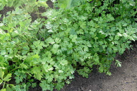 Fresh green parsley growing in a garden bed on black soil. Natural background, top view, copy spaceの写真素材