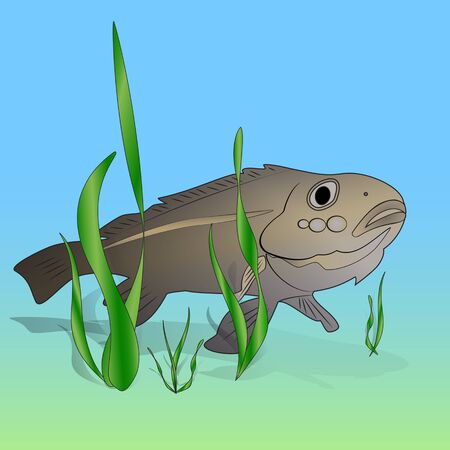 Fish swimming under water