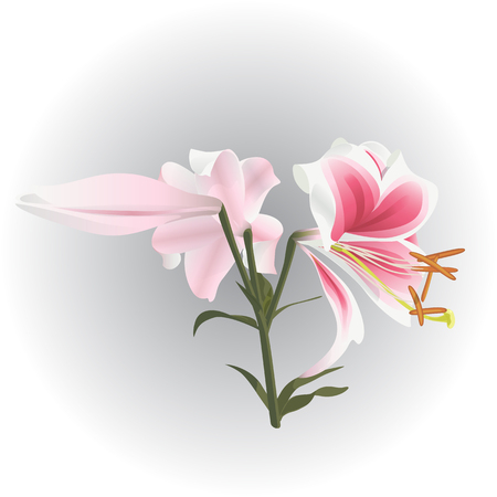 Element of decor, flower lily. A white and pink branch of flowers. 
Stalk with flowers and bud.  Elegant, delicate flowers. Isolated. White backgroundのイラスト素材
