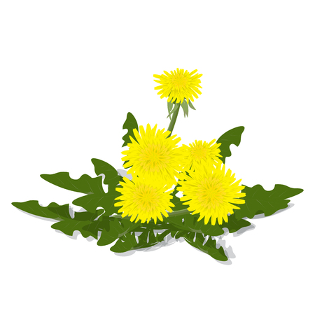Realistic meadow flower dandelion with leaves. Yellow flower on a white background. Spring, summer flower. Isolated. Element of decorのイラスト素材