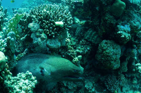 Morey eel in coral reef. wildlife in Red sea.の写真素材