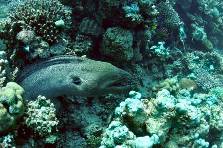 Morey eel in coral reef. wildlife in Red sea.の写真素材