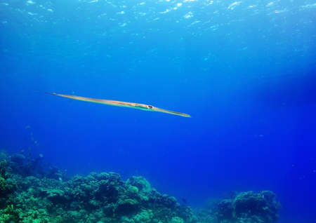 needlefish cruising through blue water. Wildlife of Red Sea, Egyptの写真素材
