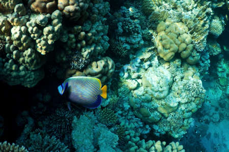 underwater landscape. coral reef and tropical fish.の写真素材