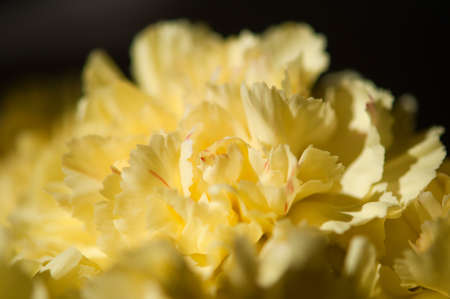 ellow carnation sunlit on a dark background. close-upの写真素材