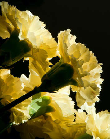 bouquet of yellow carnations sunlit on a dark background. close-upの写真素材