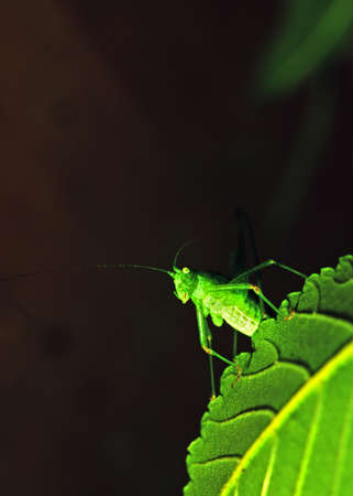 grasshopper sits on a green leaf. closeup.の写真素材