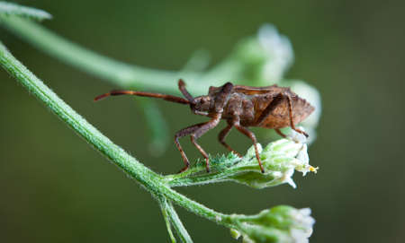 brown beetle sitting on a blade of grass, close upの写真素材
