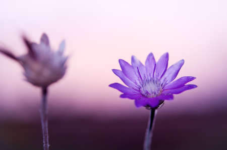 purple wild flower in the background of the sunsetの写真素材