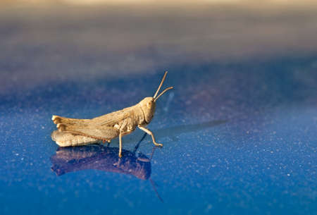 grasshopper on a blueの写真素材