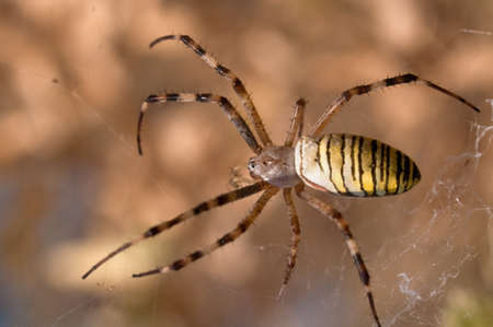 Close-up of a wasp spider (Argiope bruennichi)