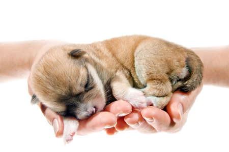 Hands holding brown puppy, 10 days age, isolated on white background.の写真素材