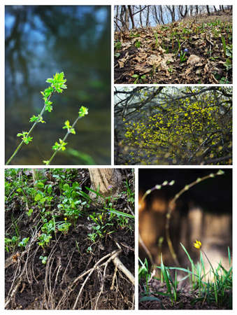 Young, fresh grass, flowers and foliage in the forest. Spring, nature wakes up. Collage.の写真素材
