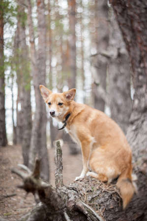 Ginger dog sitting on a tree. Shallow depth of field, selective focus.の写真素材