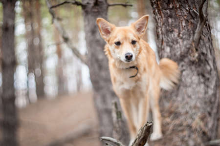 Portrait of a red dog on a pine forest background  Shallow depth of field, selective focus の写真素材