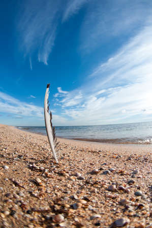 Feather at the beach  closeup の写真素材