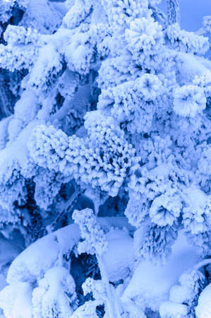 Beautiful landscape with trees covered by snow. Cold day in the snowy winter forest. Toned.