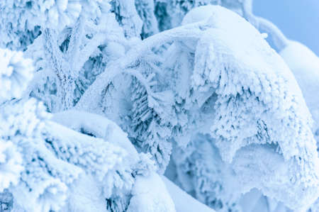 Beautiful landscape with trees covered by snow. Cold day in the snowy winter forest. Toned.の写真素材