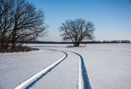 Beautiful landscape with grass and trees covered by snow. Cold day in the snowy winter forest. Toned.の写真素材