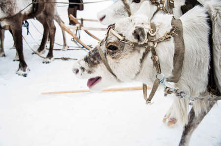 Reindeers in a team decorated with red. Winter time.の写真素材