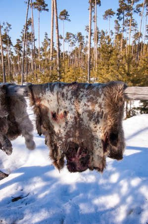 Reindeer pelt with blood spots drying. Winter time.の写真素材