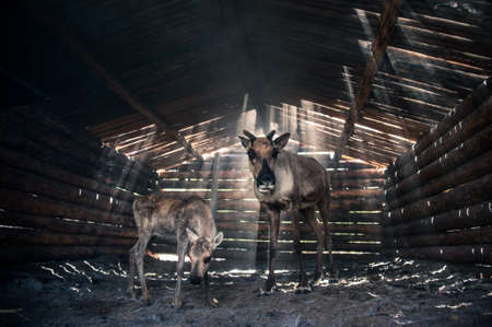 Reindeers mom and its baby in cattle-shed. Shining sun.の写真素材