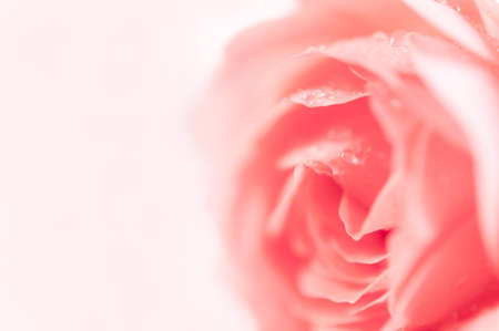 Closeup of pink fuchsia roses soft blur bokeh texture in pastel colors for a background. Copy space.の写真素材