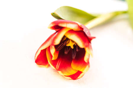 Closeup of bud red tulip soft blur bokeh texture in pastel colors for a background. Copy space.の写真素材