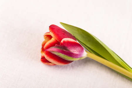 Closeup of bud red tulip soft blur bokeh texture in pastel colors for a background. Copy space.の写真素材