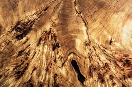 Texture cross section of elm tree. Natural burl wood background. Wood surface. Exotic wooden...