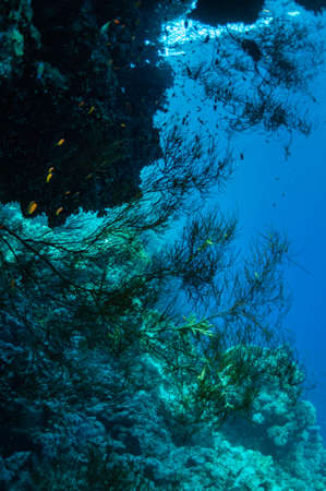 Underwater landscape. Marine life under sea surface, colorful sea life, natural scene. Coral reef and tropical fish. Red Sea seabed. Biological diversity and environmental conservation.の写真素材