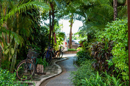 Town street with parked bicycles surrounded by green trees and under palms in center of klcc with unfocused shot cars and driveway on background. Wet asphalt. Front view. Active life. Urban.の写真素材