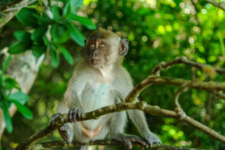 Cute young monkey with brown eyes siton the tree clinging to a branch in a natural forest. Looking at something. Close-up with focus on primate. Jungle Thailand. Wildlife. Travel.の写真素材