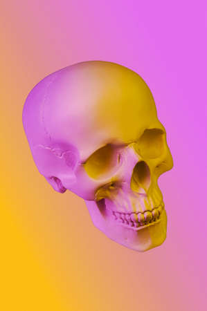 Pink yellow gypsum human skull isolated on colorful background. Plaster sample model skull for students of art schools. Mockup for drawing design. Forensic science, anatomy and art education concept.の写真素材