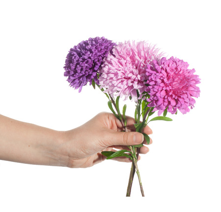 Hand holding pink chrysanthemum isolated on whiteの写真素材